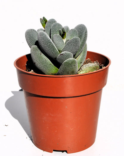 Crassula Tecta; Planta Suculenta camuflada, Planta De Colección; Curiosarium; Diámetro Maceta 10,5 Cm_2