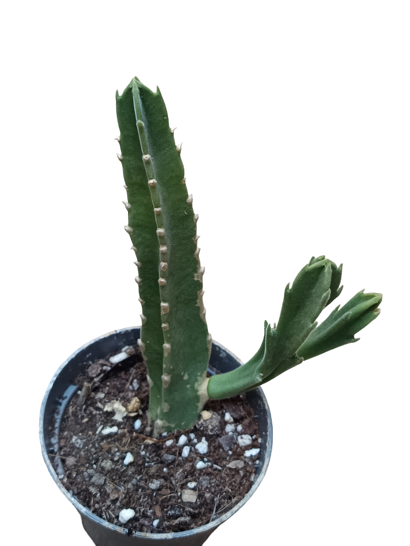 Stapelia Gigantea Planta Suculenta Ø8_0