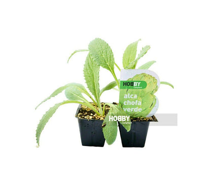 Alcachofa Verde M11 (cynara Scolymus)_1