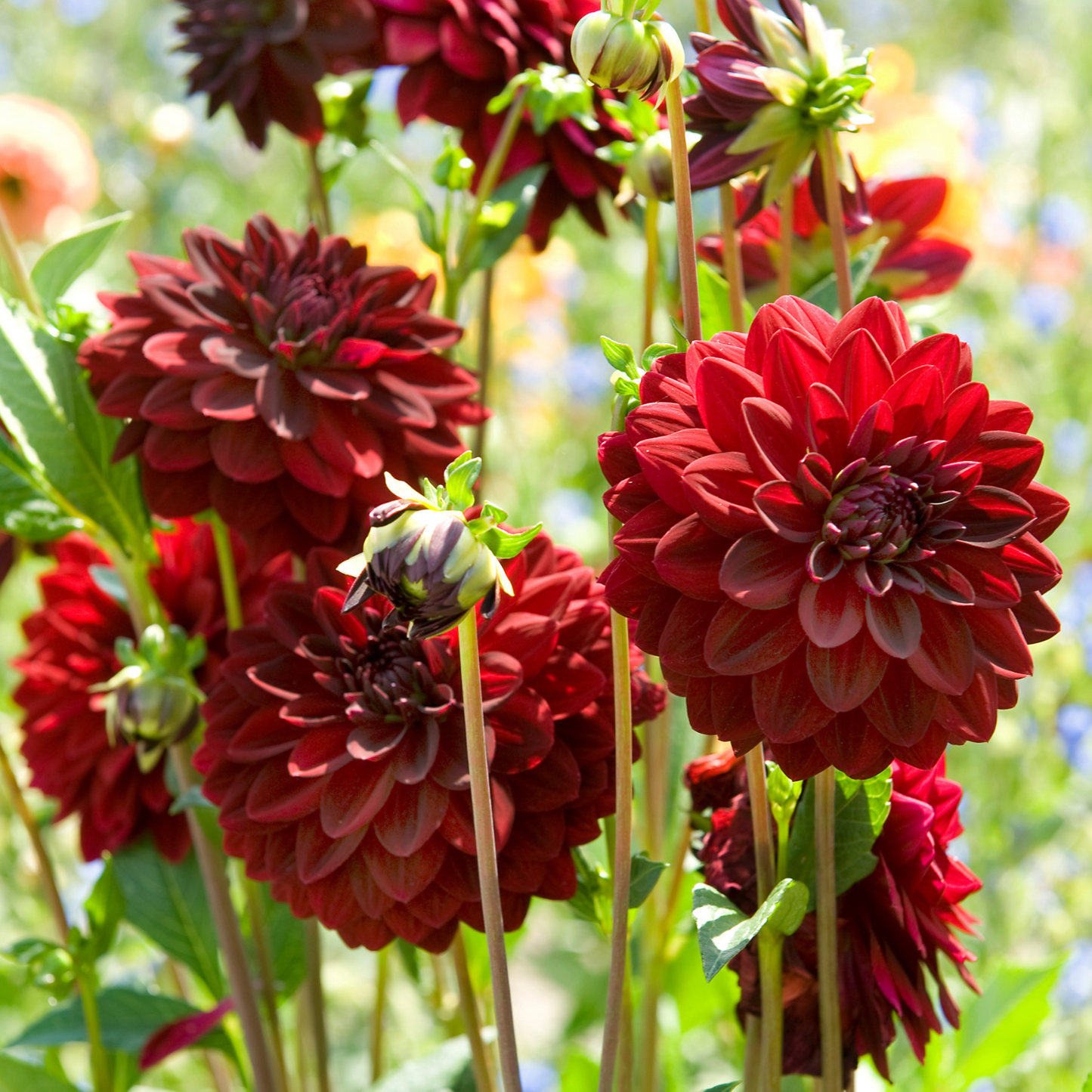 Tubérculos De Dalia - 6 Pzs - Dahlia 'arabian Night' - Rojo_3