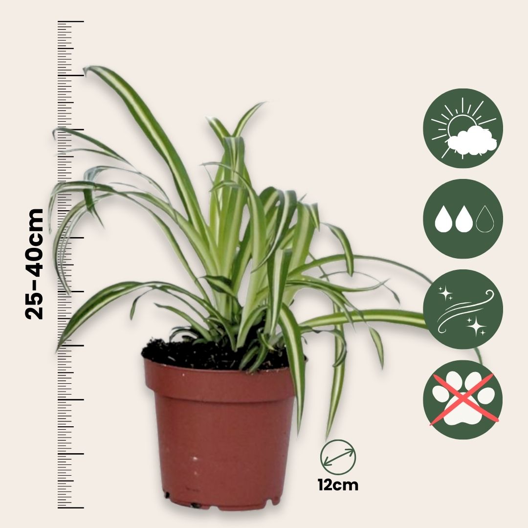 Malamadre - 3 Pzs - Chlorophytum Comosum 'atlantic' - Altura 25-40cm - ⌀12cm_2