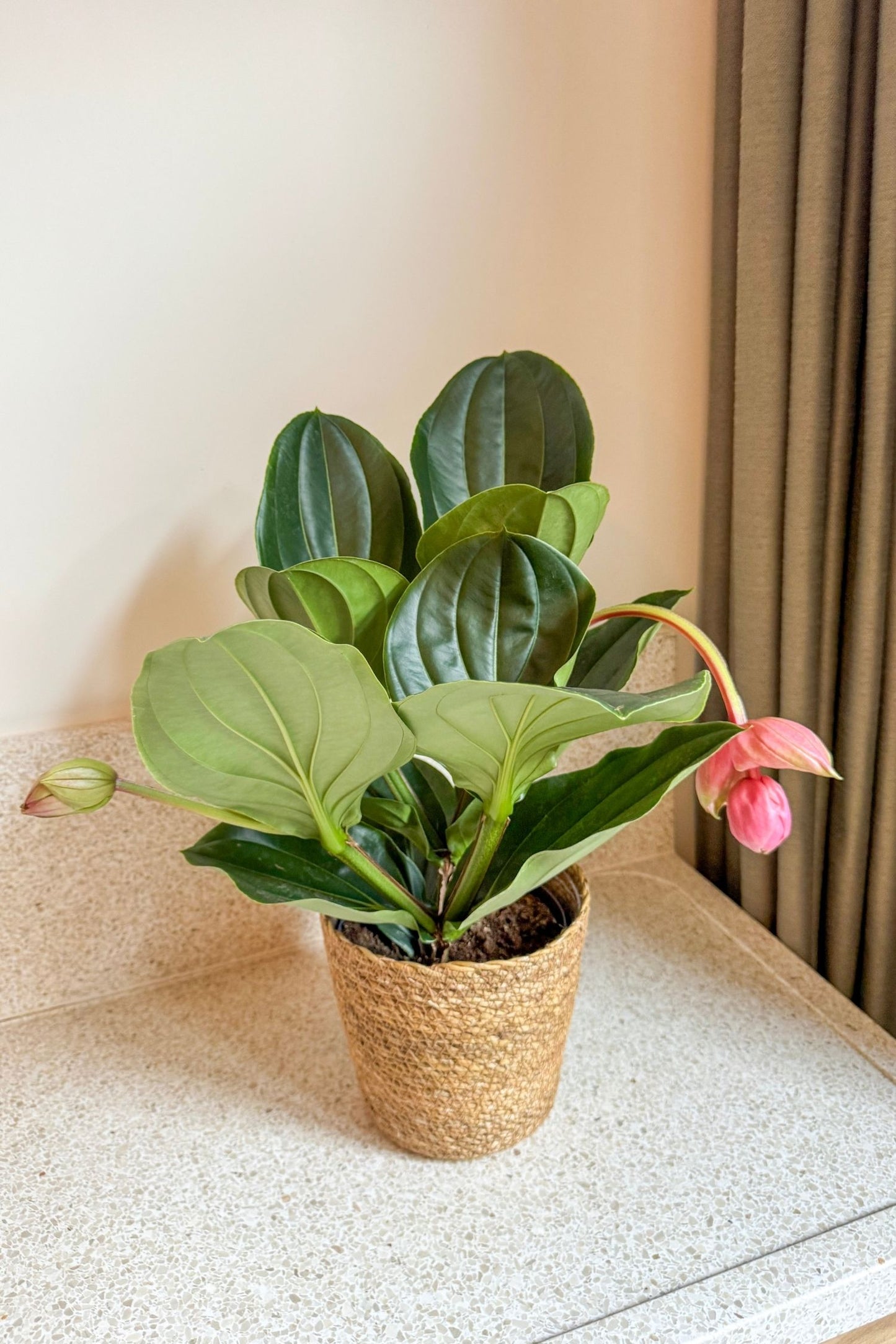 Medinilla De Flor Rosa - Medinilla Magnifica - Altura 40-50cm - ⌀14cm_4