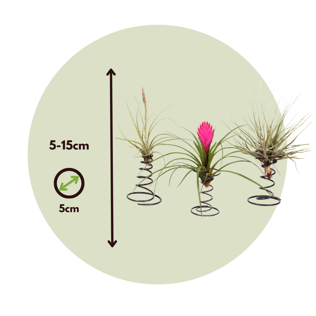 Claveles De Aire - 3 Pzs - Tillandsia - Altura 5-15cm - ⌀5cm_2