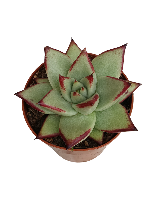 Echeveria Ebony Planta Suculenta Ø8_0
