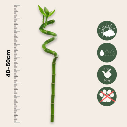 Bambú De La Suerte - 6 Pzs - Dracaena Sanderiana - Altura 40-50cm - ⌀2cm_2