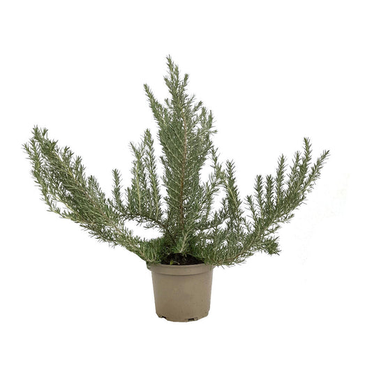 Romero Officinalis M20 45cm_0