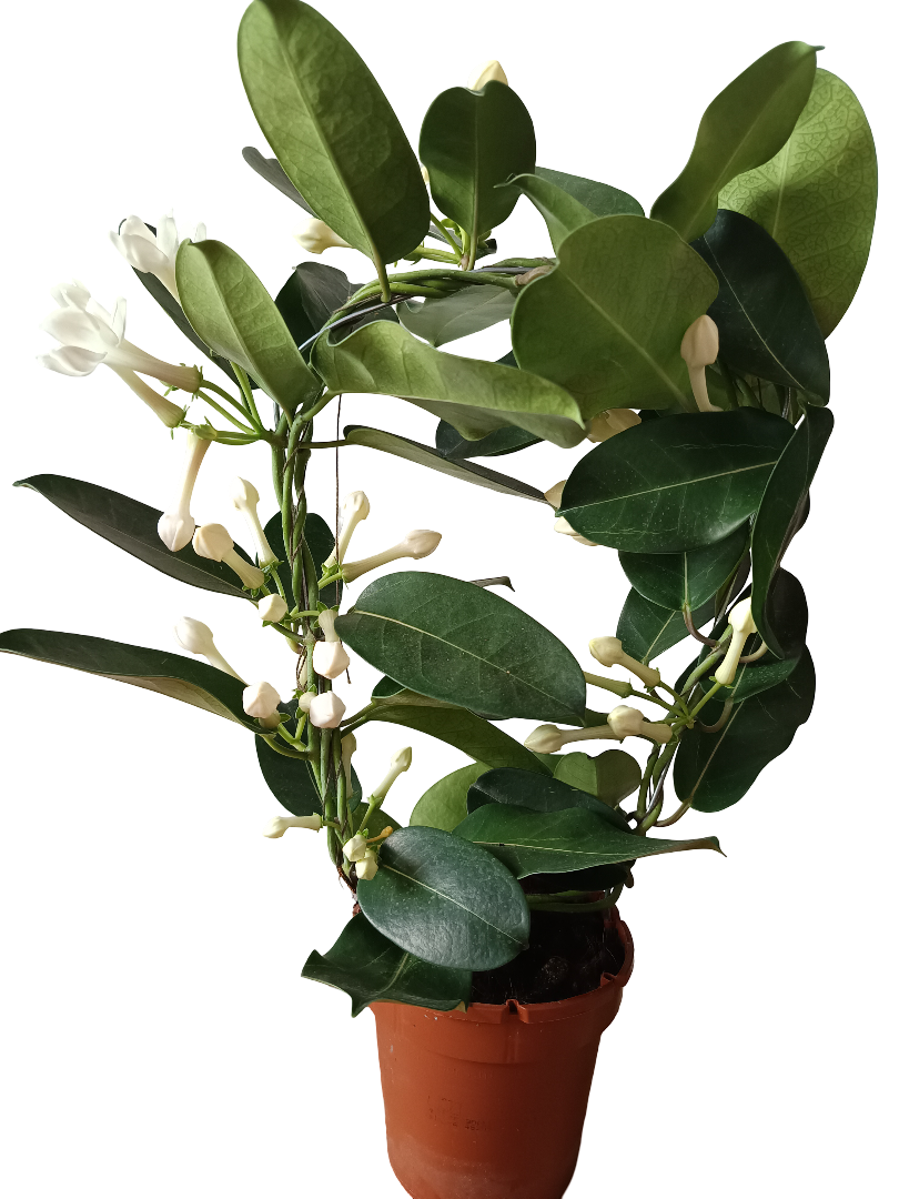 Jazmin De Madagascar Stephanotis Floribunda 1 Planta De Flor_0