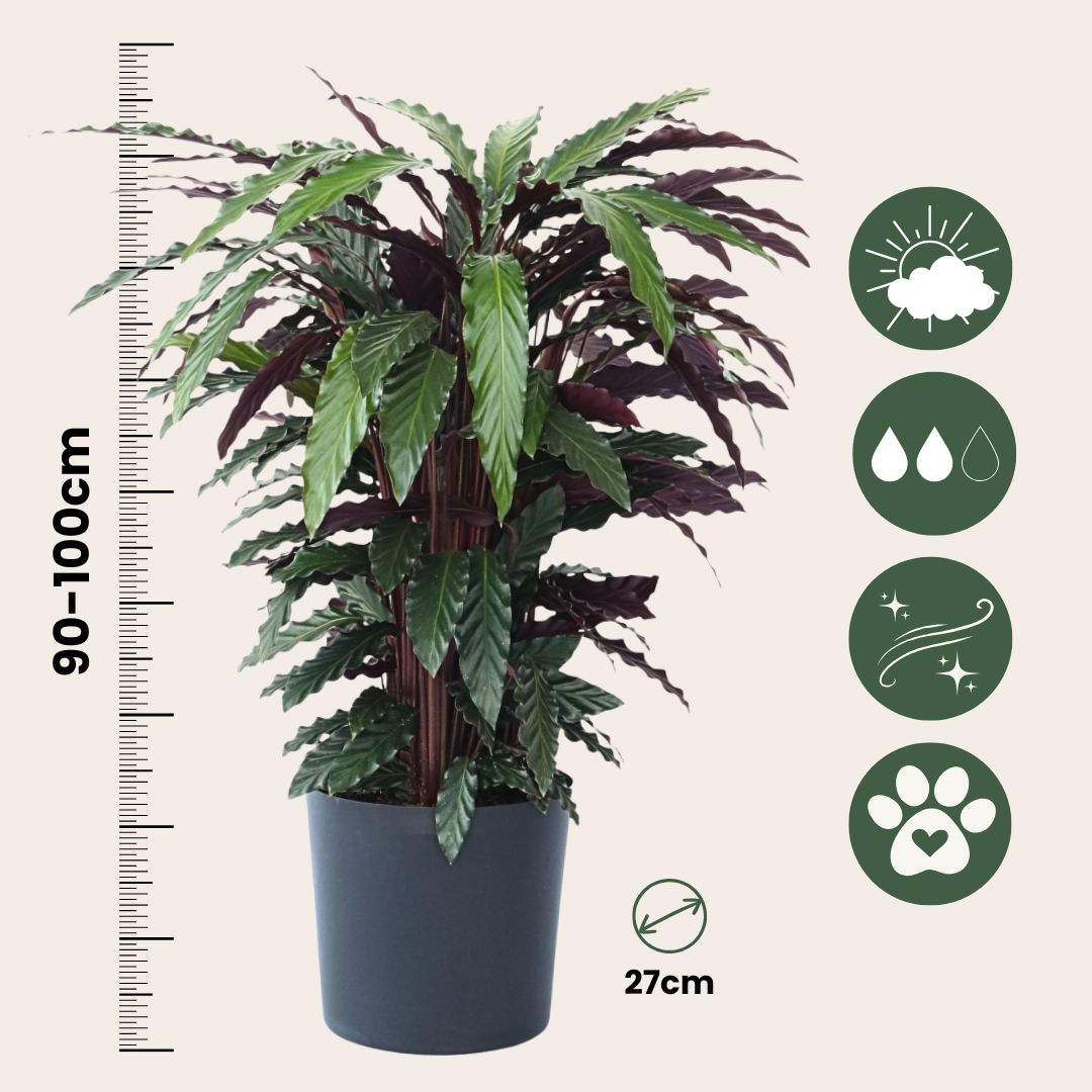 Planta Pavo Real - Calathea 'wavestar' - Altura 90cm - ⌀27cm_2