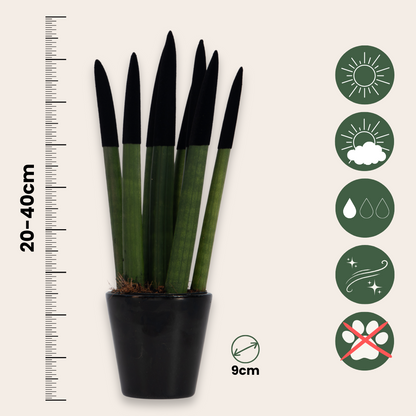 Lengua De Suegra Cilíndrica - Sansevieria Cylindrica - Altura 20-40cm - ⌀9cm_2