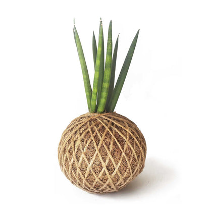 Sansevieria Cylíndrica En Kokedama_1