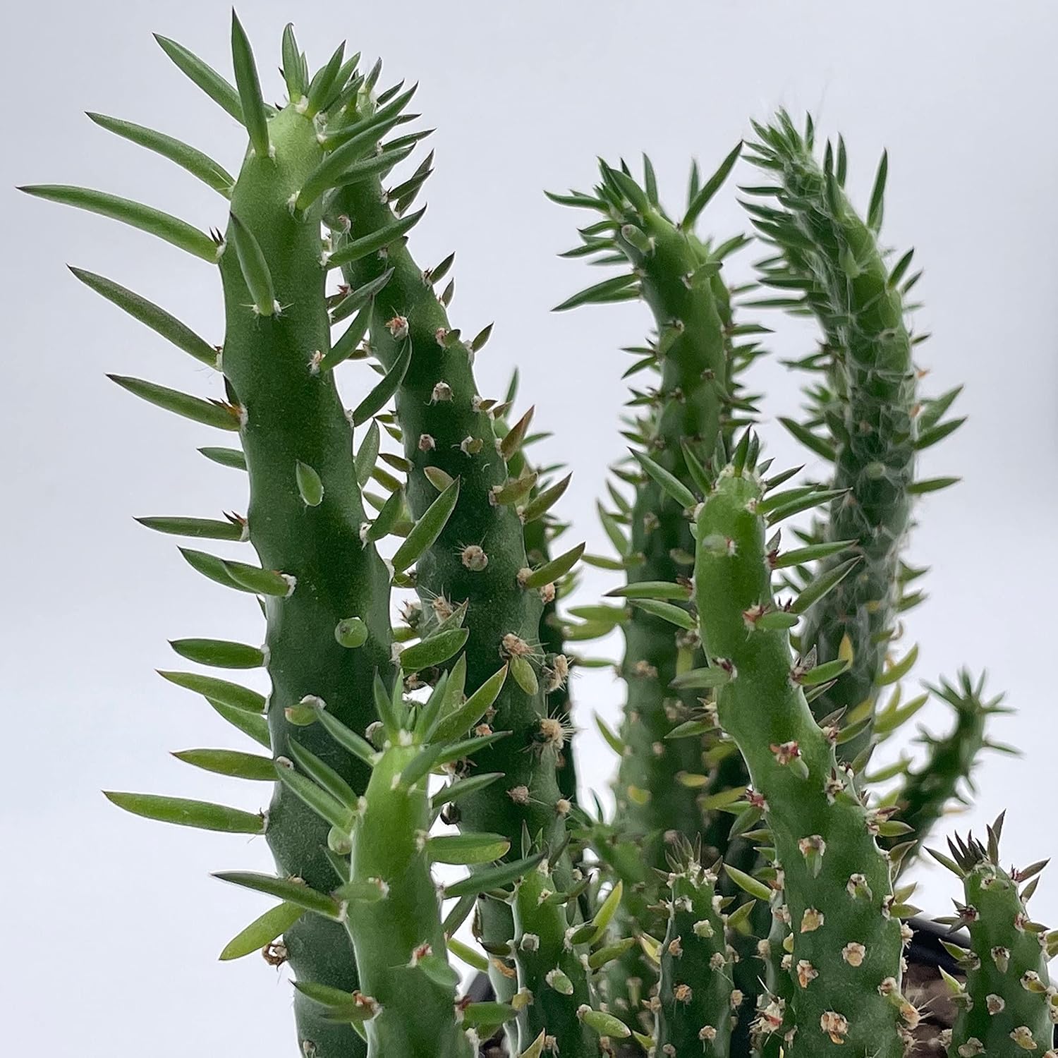 Pack 3 Cactus Alfiler de Eva, Maceta de 17 Cm._2