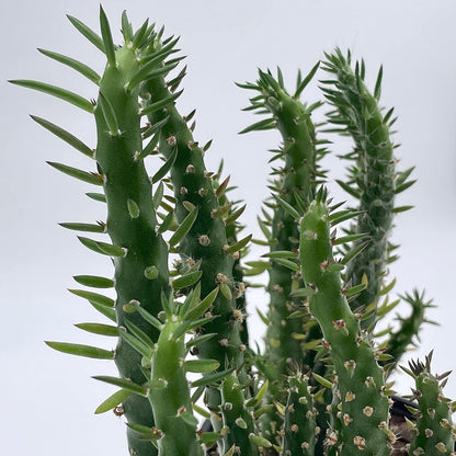 Cactus Alfiler de Eva, Maceta de 17 Cm._2