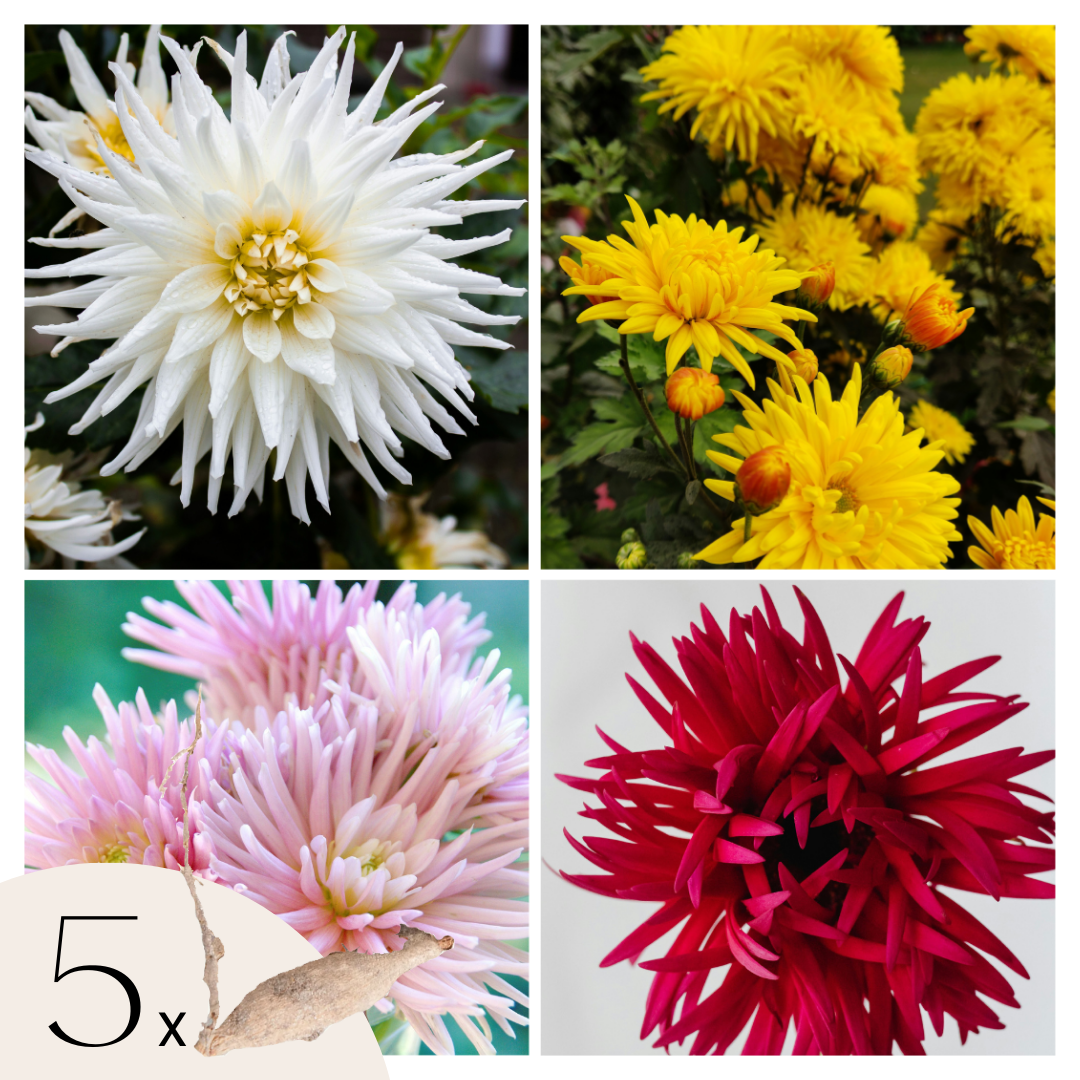 Tubérculos De Dalia - 5 Pzs - Dahlia 'cactus Mix'_0