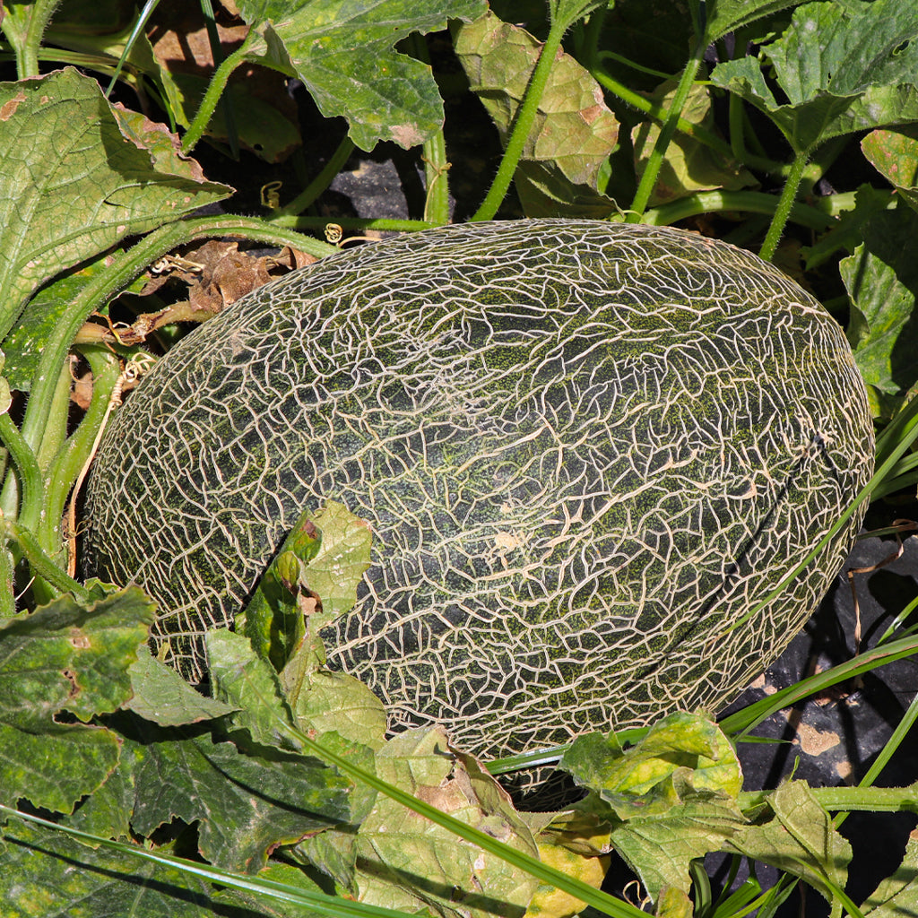 Plantón Melón Piel De Sapo 2 Unidades - Plantabo_1