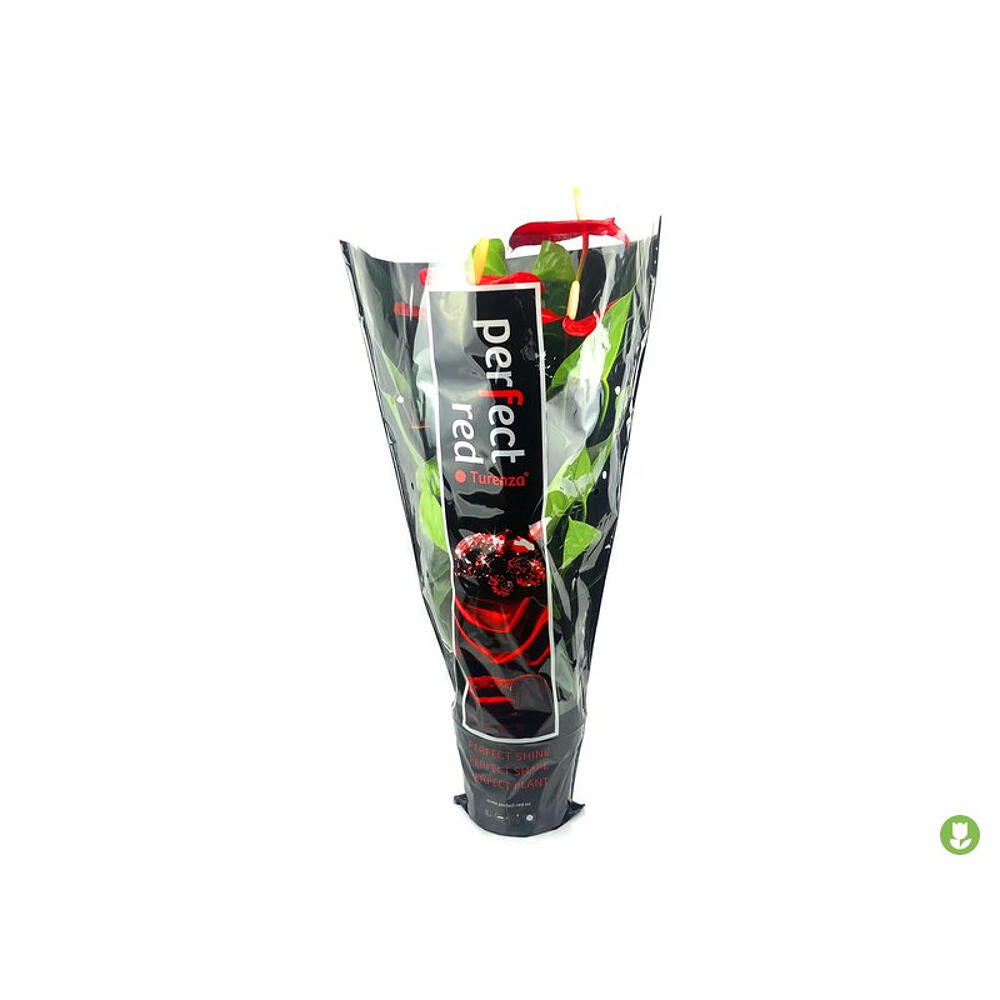 Anthurium Turenza M14_1