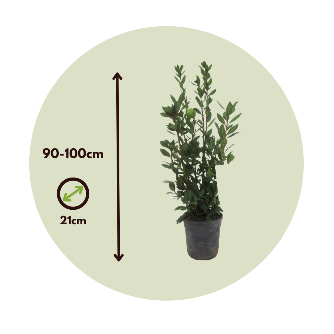Laurel - Laurus Nobilis - Altura 90-100cm - ⌀21cm_2