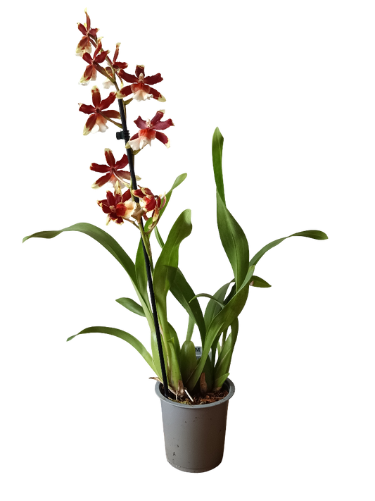 Orquidea ALEATORIA De Color Surtido Ø12 - 60 Cm - Sin Flor_0
