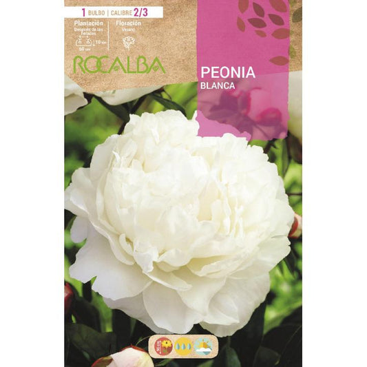 Bolbo de Peónia Branca 1 unidade