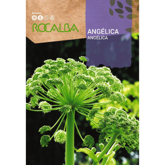 Sementes de Angélica