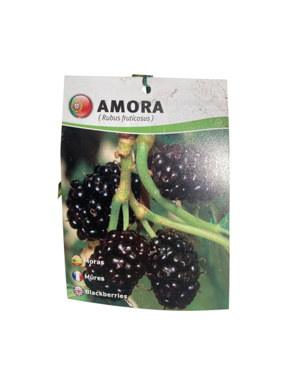 Frutal Moral Arbusto Cepellón 90/100 CM_1