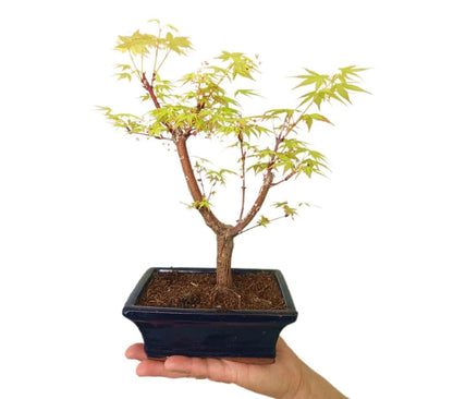 Bonsai Acer Palmatum Atroppurpureum 6 Años_3
