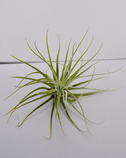Tillandsia velickiana (= T. feldhoffii); planta del aire verde grisácea; Curiosarium; altura 12-15 cm, diámetro 15-20 cm_2