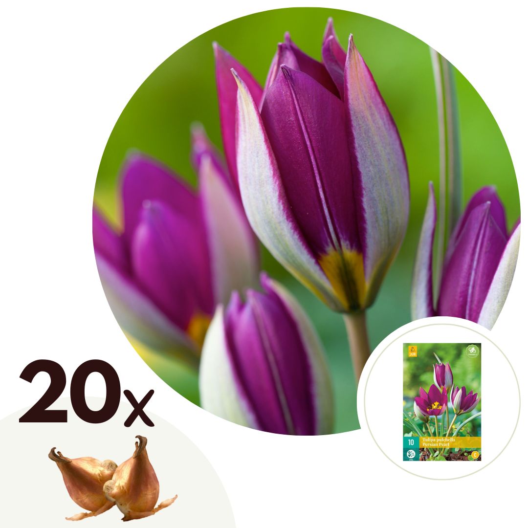 Bulbos De Tulipán - 20 Pzs - Tulipa 'pulchelle Persian Pearl' - Bulbos De Flores_0