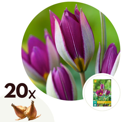 Bulbos De Tulipán - 20 Pzs - Tulipa 'pulchelle Persian Pearl' - Bulbos De Flores_0