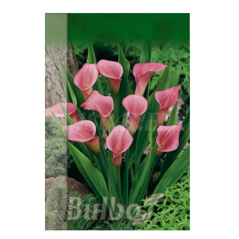 Bulbo Calla Rosa_0