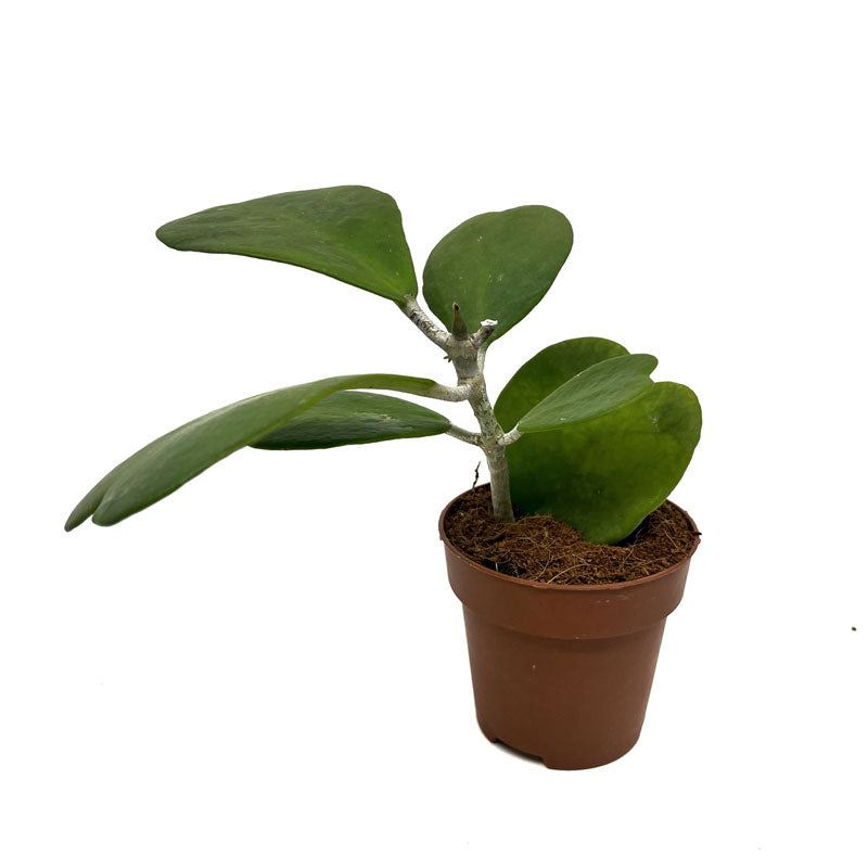 Hoya Kerrii Planta Corazon Cactus Y Suculentas_0