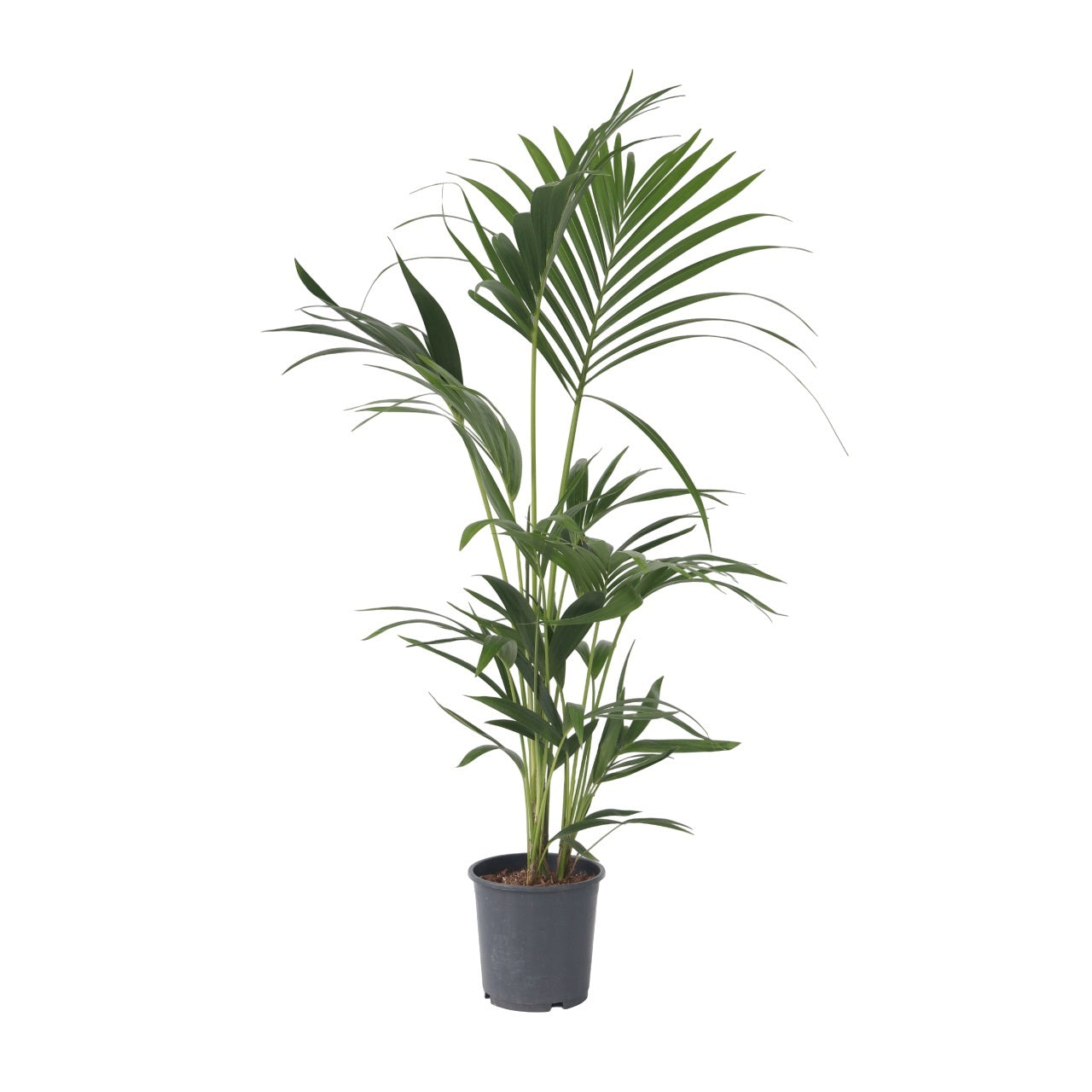 Palma Kentia - Howea Forsteriana - Altura 90-100cm - ⌀18cm_0