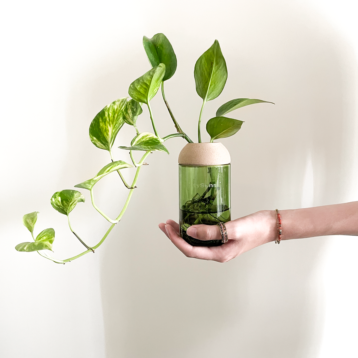 Macetero Transparente Citysens Con Planta Y Soporte De Pino – Verde, Vidrio Reutilizado Y Biofilamento De Madera 3d_2