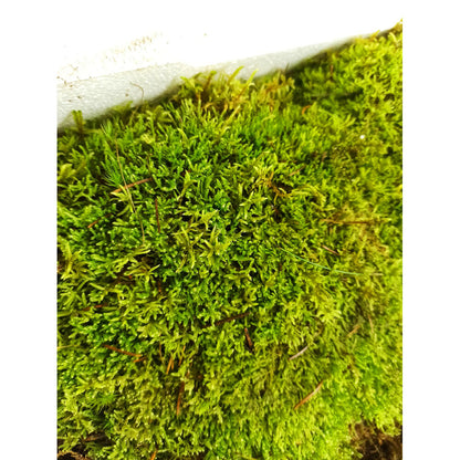 Musgo Platmos_4