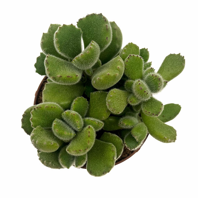Cotyledon Tomentosa Cactus Y Suculentas M8,5 cm Ø_1