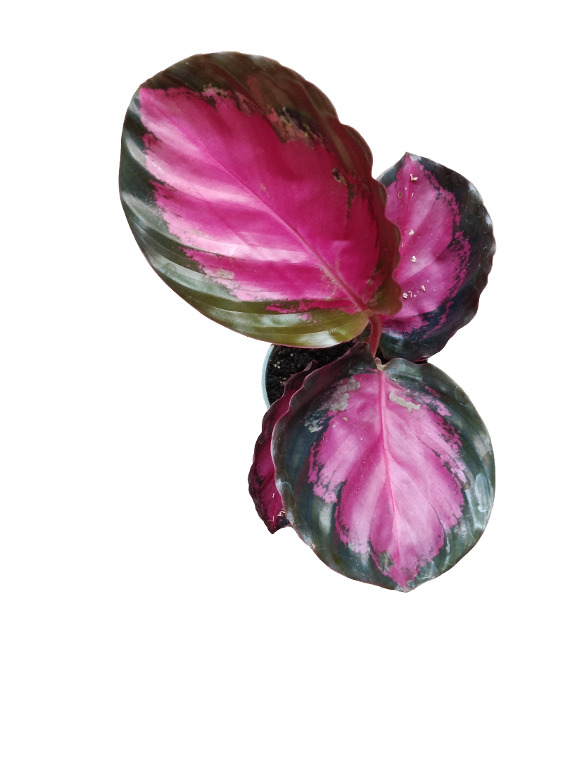 Calathea Mystery Red Ø6 Planta De Interior_0