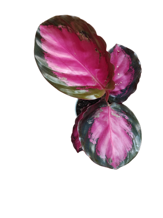 Calathea Mystery Red Ø6 Planta De Interior_0