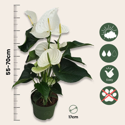 Anturio - Con Cesta - Anthurium 'alaska White' - Altura 55-70cm - Ø17cm_2