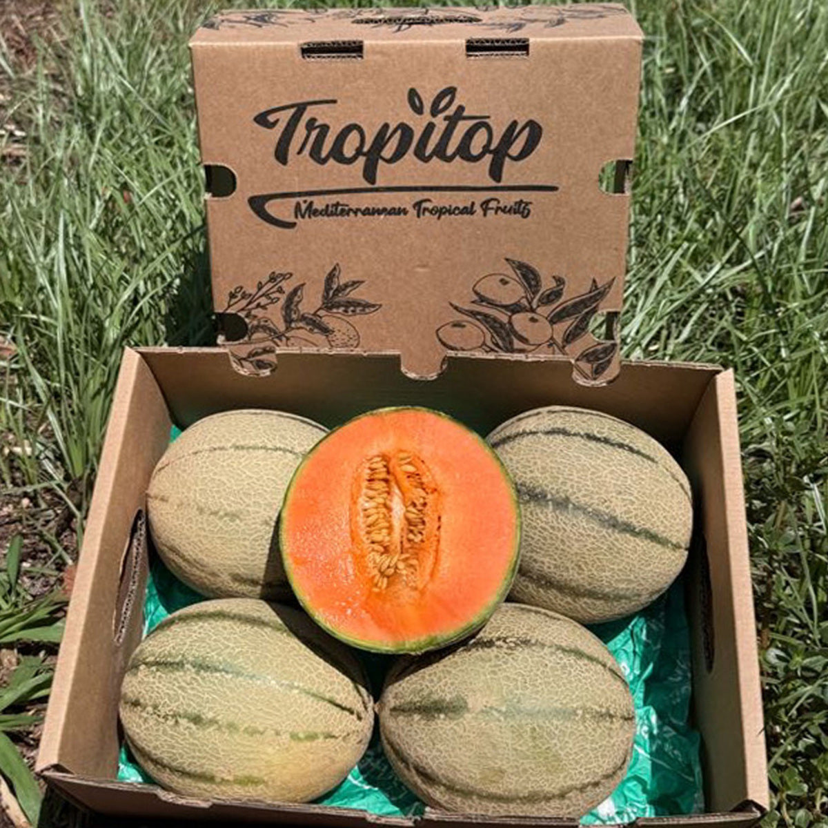Caja De Melón Cantalupo Tropitop Caja De 3 Unidades (aprox. 4,5 Kg)_4