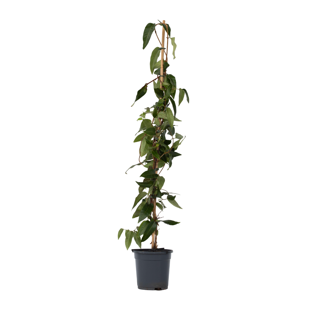 Madreselva - Lonicera Henryi 'copper Beauty' - Altura 110-120cm - ⌀17cm_0