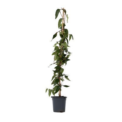 Madreselva - Lonicera Henryi 'copper Beauty' - Altura 110-120cm - ⌀17cm_0