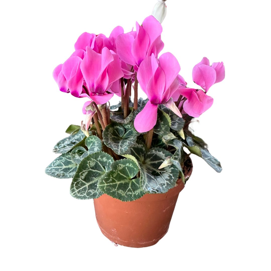 Cyclamen La Planta De Interior Reina Del Invierno Maceta 10cm_0