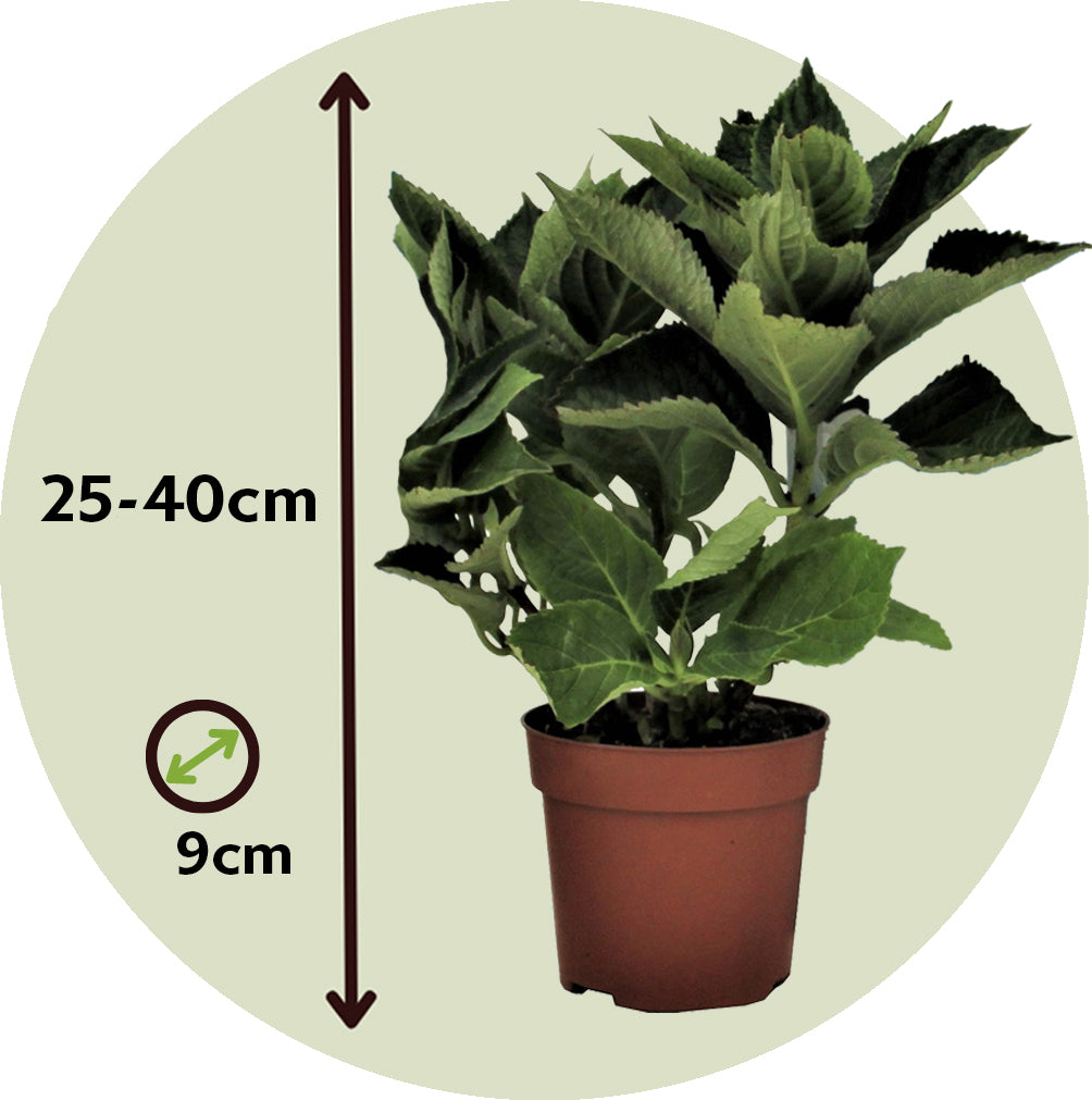 Hortensia - 6 Pzs - Hydrangea Macrophylla 'camilla' - Altura 25-40cm - ⌀9cm_2