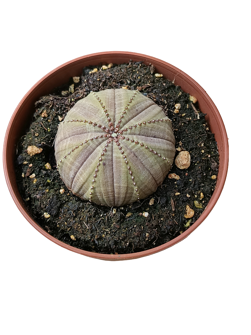 Euphorbia Obesa Planta Suculenta Ø8_0