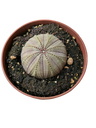 Planta Suculenta Euphorbia Obesa Ø8