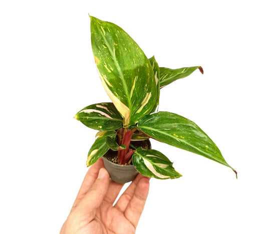 Calathea Magicstar M6_0