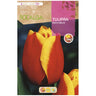 Bulbo de Tulipa Kees Nelis Vermelho Amarelo 5 peças Rocalba
