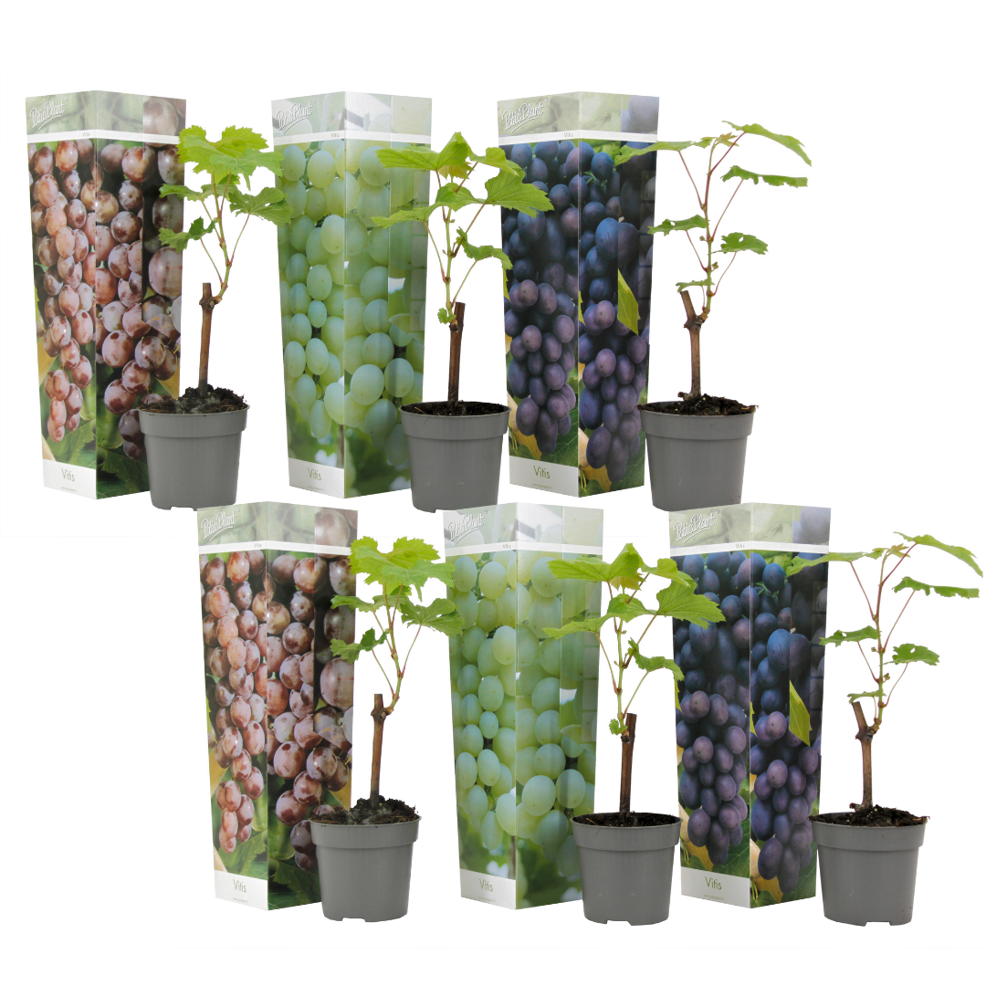La Vid - 6 Pzs - Vitis Vinifera - Altura 25-40cm - ⌀9cm_0