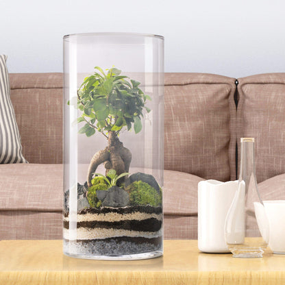 Terrário Amazonia Tower Ficus Ginseng Ø25 x 53 cm