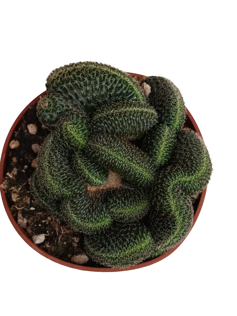 Lobivia Sp Cristata Famatimensis Cactus Crestata Ø8_0