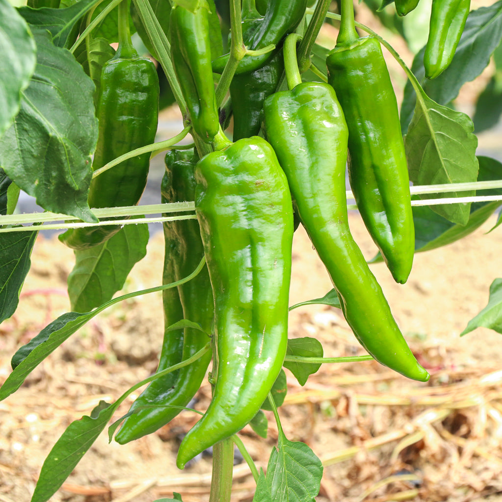 Plantón Pimiento Verde 6 Unidades - Plantabo_2